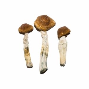 Brazilian magic mushrooms