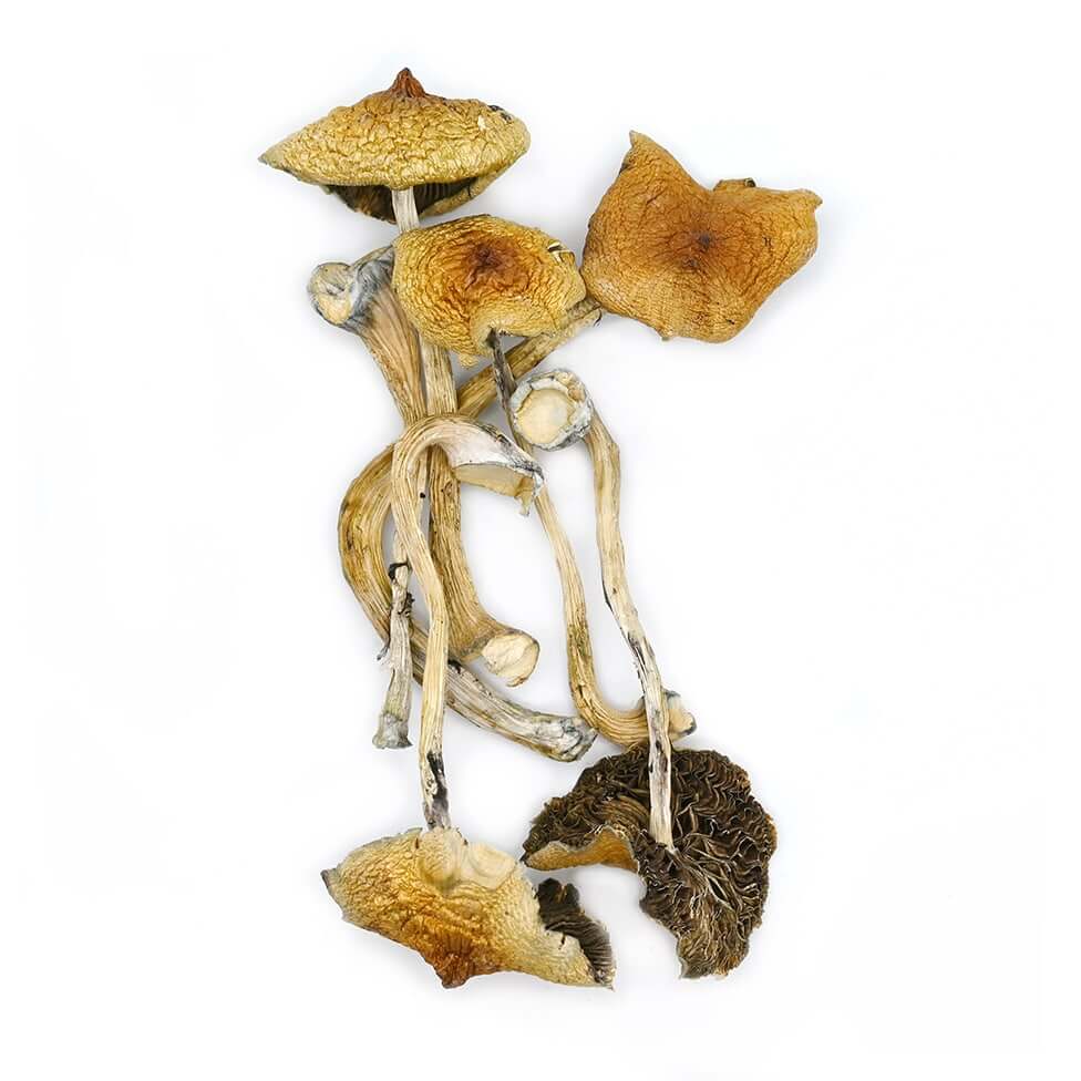 are golden teacher mushrooms strong,
how strong are golden teachers ,
golden teacher mushroom effects ,
golden teacher mushroom strain effects ,
golden teacher mushroom strain reviews ,
is golden teacher psilocybe cubensis ,
are golden teacher mushrooms psychedelic ,
golden teacher mushroom benefits 