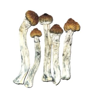 Trinity Cubensis nushrooms